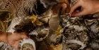 Champagne & Oyster Club