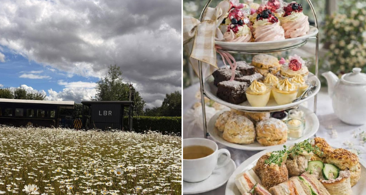 A split image featuring a train in a field of flowers and a close-up of an afternoon tea.