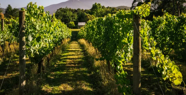Summertime Reds - A Walk-Around Tasting