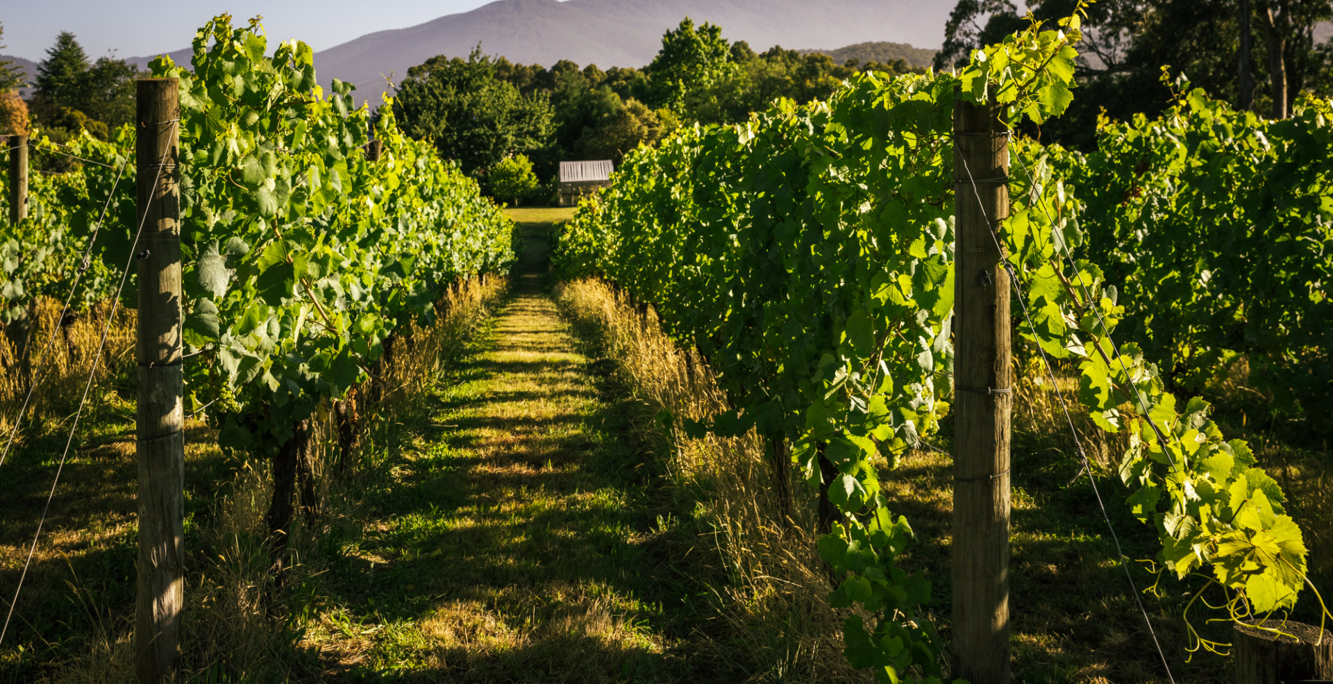 Summertime Reds - A Walk-Around Tasting