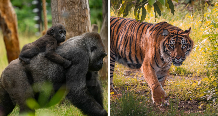 Animals at London Zoo.