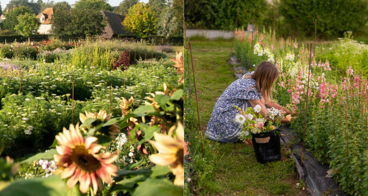 A split image of a flower farm and a woman picking fresh blooms in a bucket.