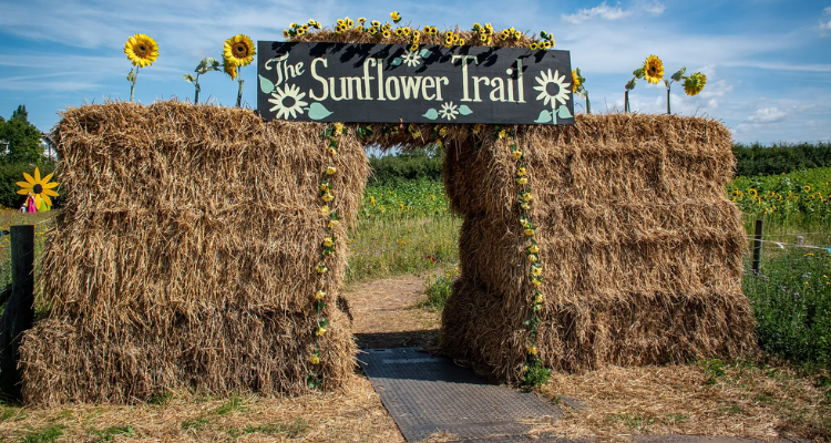 Two stacks of hay with a sign on top reading Sunflower Trail.