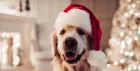 Santa Paws