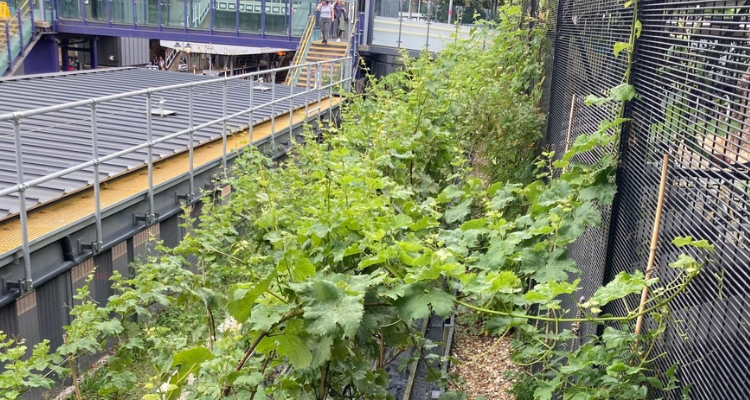 The vineyard at Denmark Hill train station. 