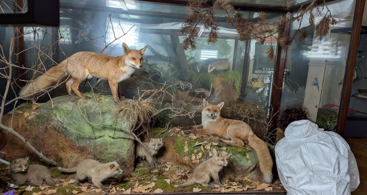Display at Horniman Museum London.