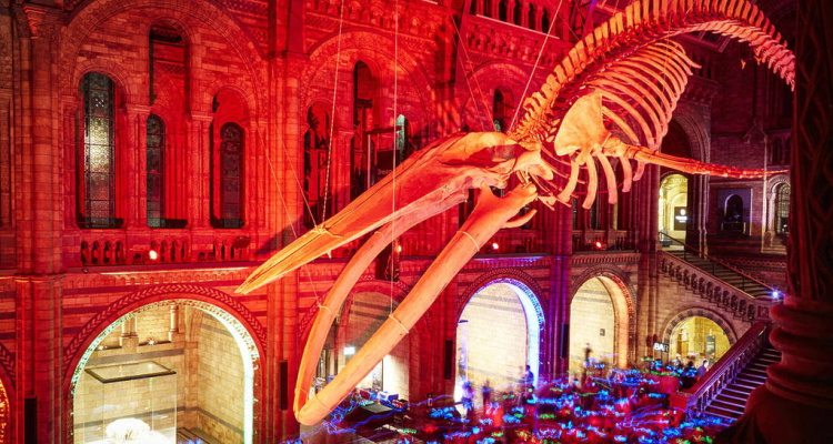 Blue whale skeleton at Natural History Museum hanging over a late-night silent disco.