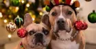 Pet Photoshoot