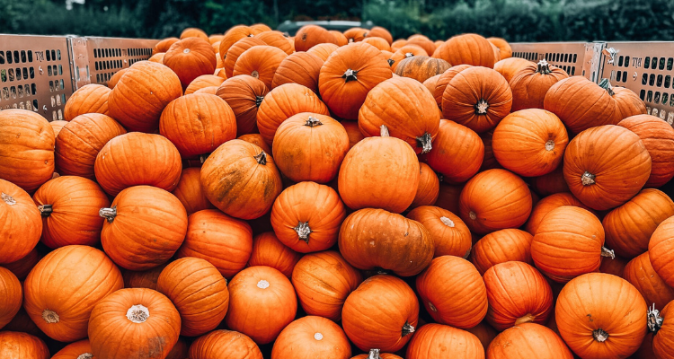 A large amount of Pumpkins piled on the back of an open trunk.