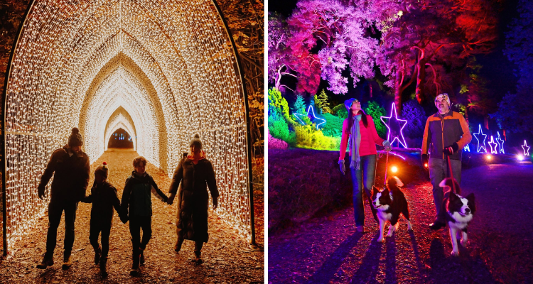 Collage of lights on the Bedgebury Pinetum trail.
