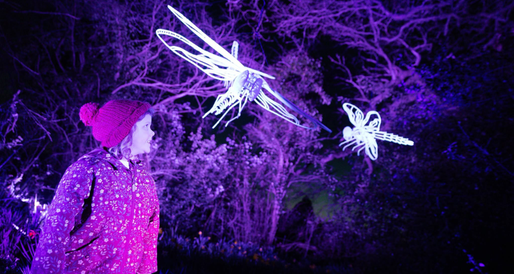 Bristol Zoo Christmas lights.