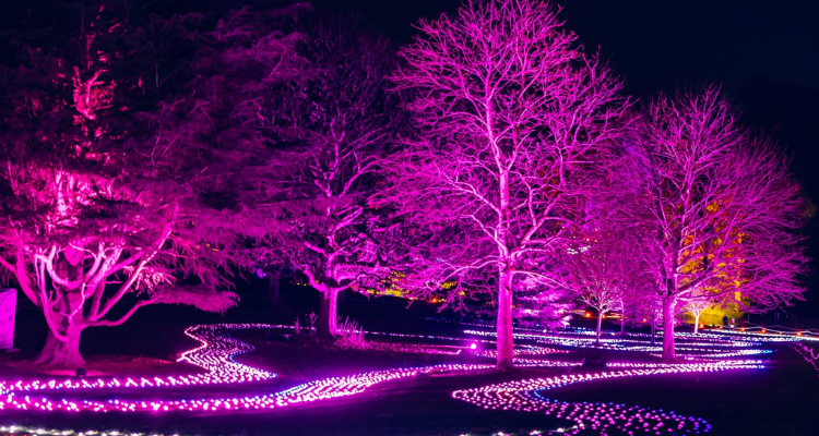 Christmas lights at Bute Park, Cardiff.