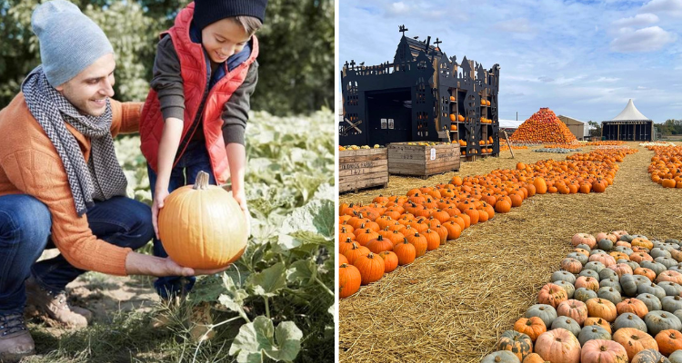 Collage of the pumpkin patch at Cammas Hall in Hertfordshire.