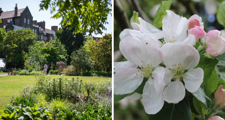 Chelsea Physic Garden.