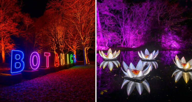 Christmas lights at Royal Botanic Garden Edinburgh.