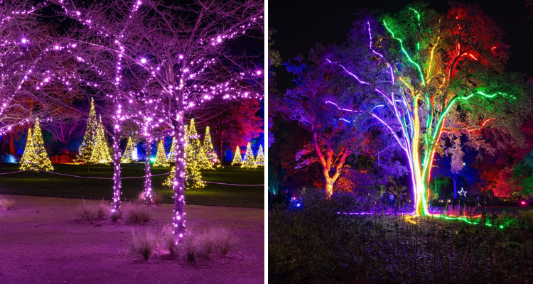 Lights at RHS Wisley Gardens.
