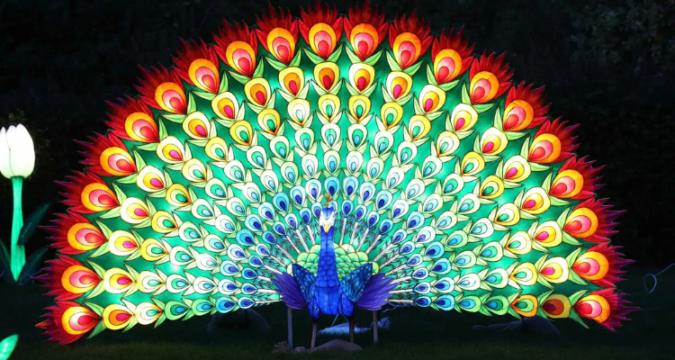 Peacock at Wild Lights Dublin Zoo.
