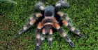 Halloween Meet the Mini Beasts